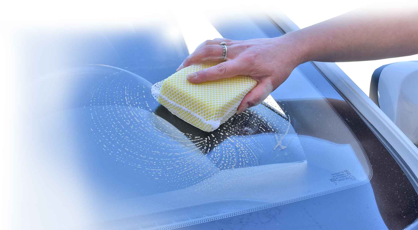 SPONGE – BUG